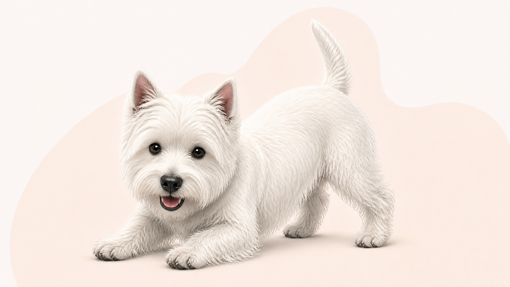 West highland white terrier